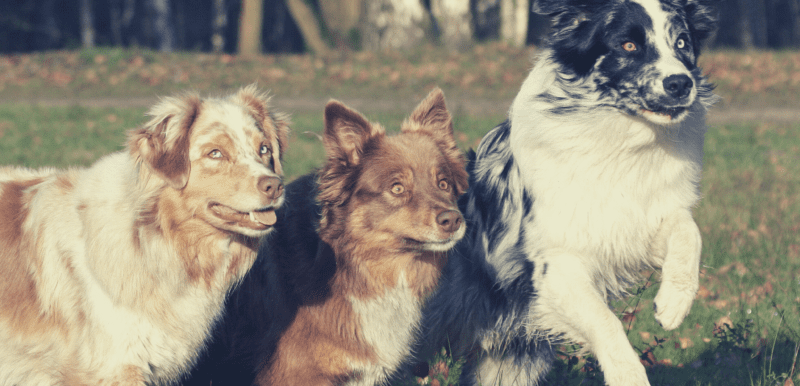 Are Australian Shepherds Social Do They Like Being Left Alone
