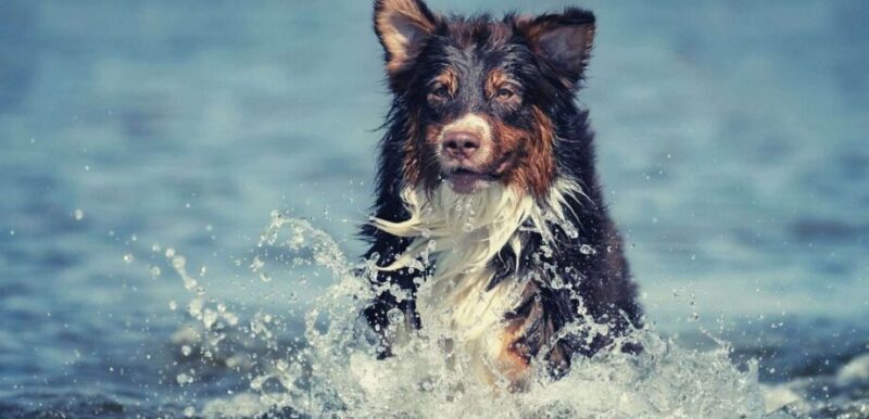 Australian Shepherd (Aussies) - Do they enjoy swimming and being in water