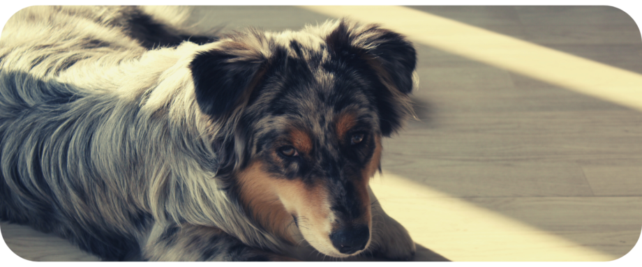 Australian Shepherds Living In An Apartment or Apartment Building/Complex - Can you live in an apartment with an australian shepherd - 2