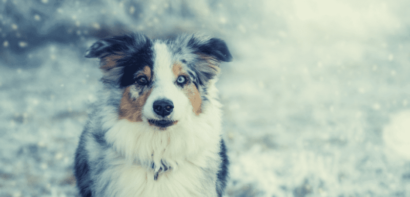 Australian Shepherds and Cold Weather Do They Like It