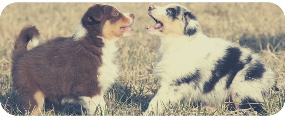 Do Australian Shepherds Like Being Left Alone_ Are They Social Animals_ - 2