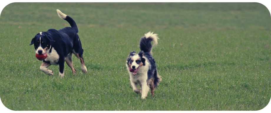 Do Australian Shepherds Like Being Left Alone_ Are They Social Animals_ - 3