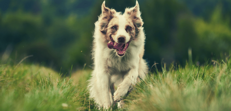 can australian shepherds become hunting dogs