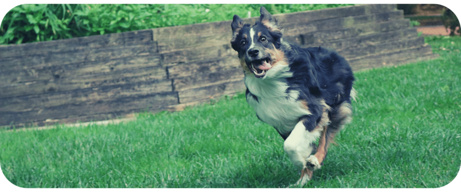 how to stop your Australian Shepherd from Jumpin up on your family or guests - 1