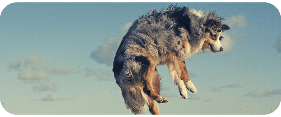 how to stop your Australian Shepherd from Jumpin up on your family or guests - 1.png - 2