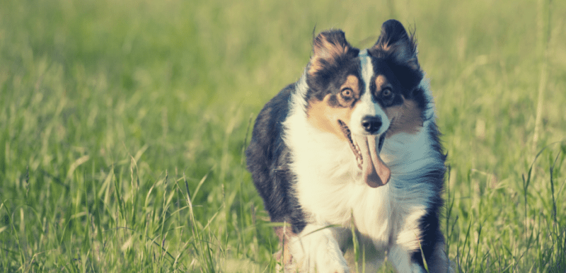how to stop your Australian Shepherd from Jumpin up on your family or guests