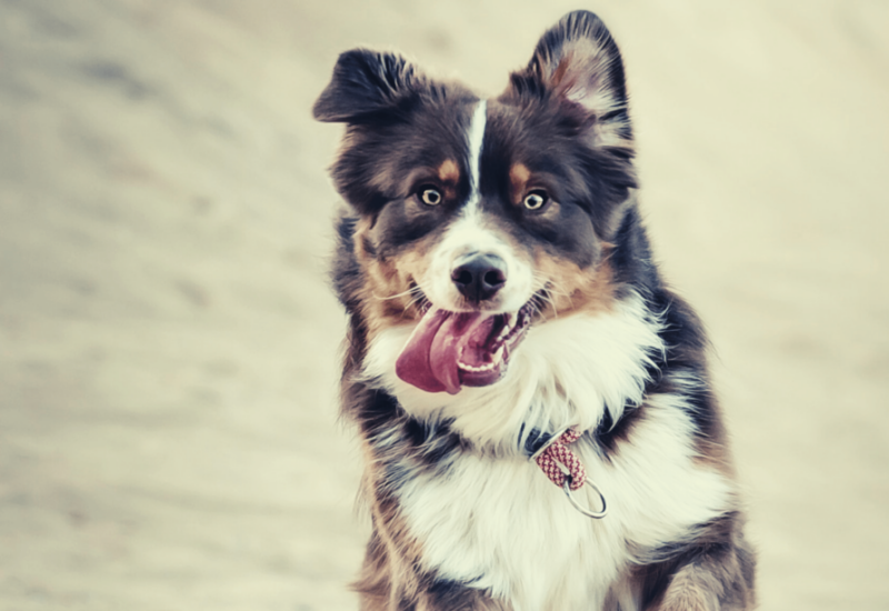 Australian Shepherd Collar Sizes - how to find the correct size collar and measure your australian shepherds neck
