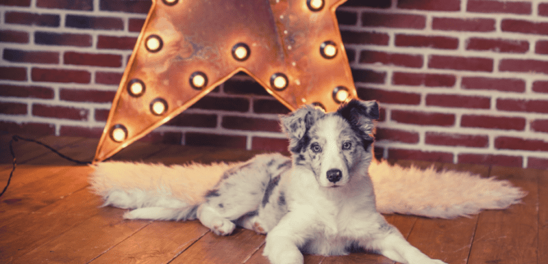 how to live in an apartment complex with an australian shepherd, Toy australian shepherd, or Mini American Shepherd ( formally mini australian shepherd)