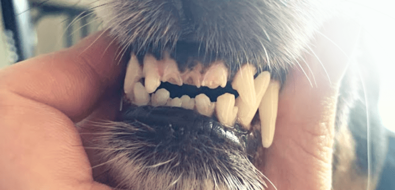 Australian Shepherd - Chipped Tooth