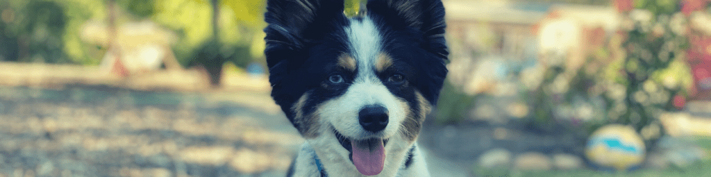 Throwing Your First Australian Shepherd Birthday - Section 3