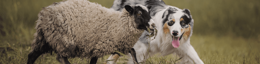 Understanding and Managing Your Australian Shepherd's Herding Instinct - Part 1