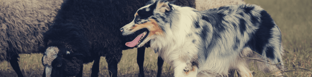 Understanding and Managing Your Australian Shepherd's Herding Instinct - Part 2