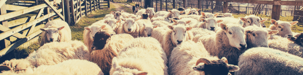 Understanding and Managing Your Australian Shepherd's Herding Instinct - Part 5