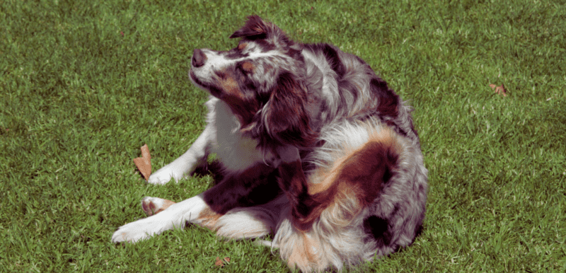 How To Stop Australian Shepherd From Itching