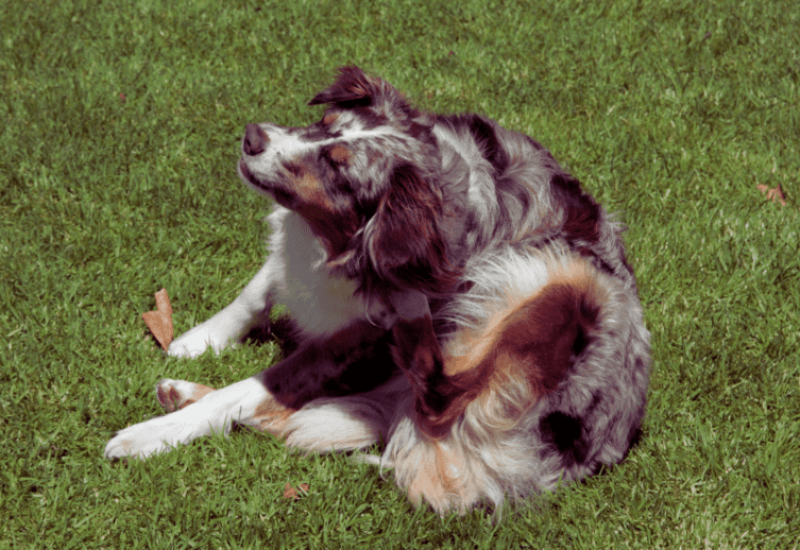 How To Stop Australian Shepherd From Itching