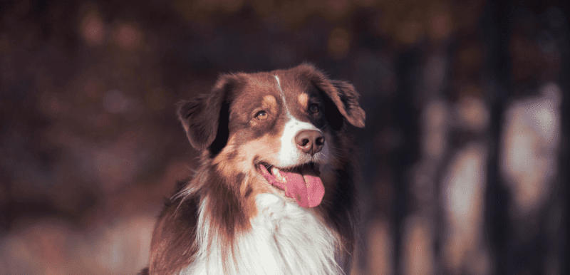 Australian Shepherd Panting_ What You Need to Know