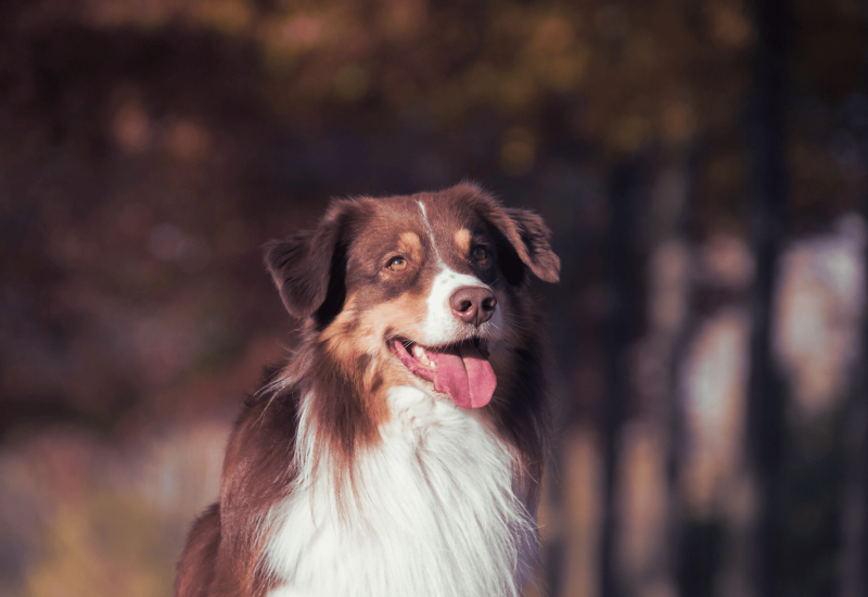Australian Shepherd Panting_ What You Need to Know
