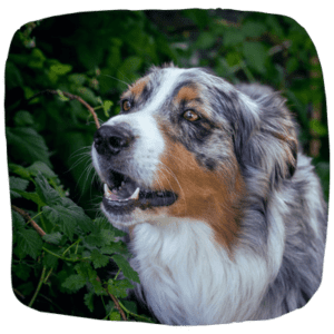 Aggression in Australian Shepherds_ The Truth (2)