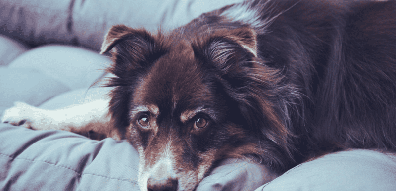 Do Australian Shepherds Have Anxiety_ Unveiling the Facts