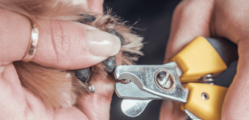 Top 5 Nail Trimmers & Grinders For Your Australian Shepherd