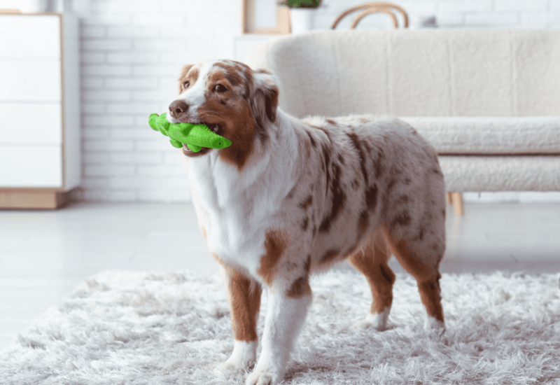 Australian Shepherd As a House Dog or Family Dog - Are They A Good Fit?