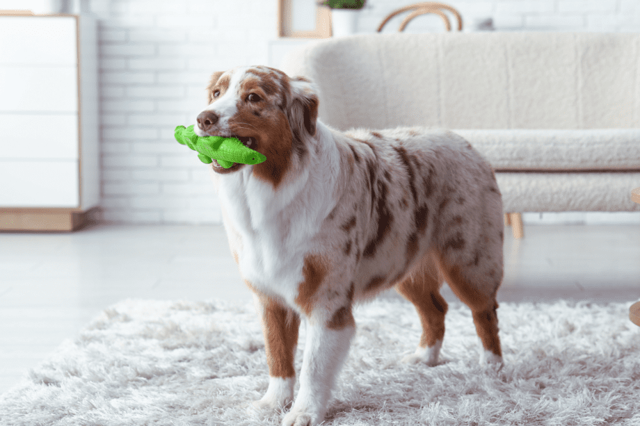 Australian Shepherd As a House Dog or Family Dog - Are They A Good Fit?
