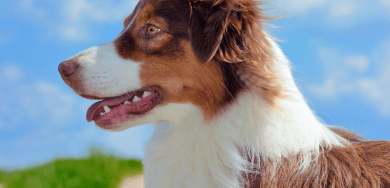 Australian Shepherds Barking- Is It Excessive or Normal