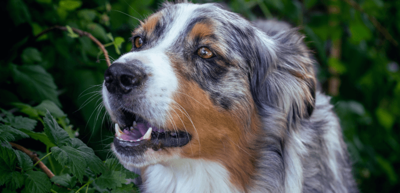 Learn to Control Your Australian Shepherd Barking: Training Tips