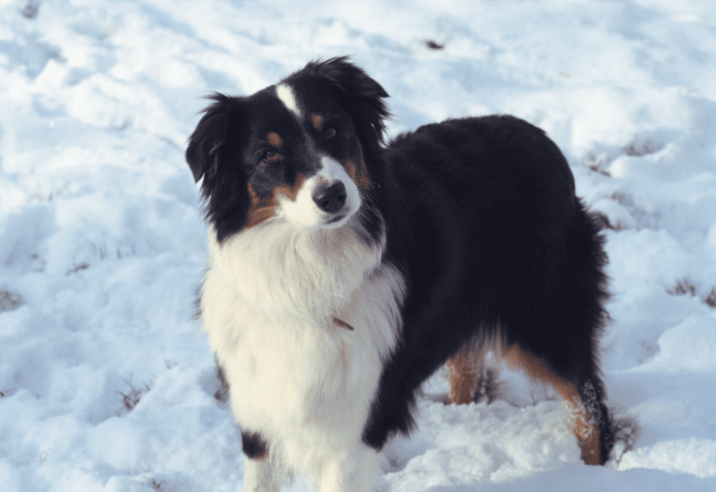 Why Are Australian Shepherds So Weird? Exploring the Quirks of the best dog breed