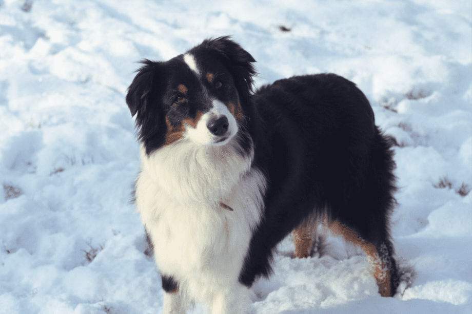 Why Are Australian Shepherds So Weird? Exploring the Quirks of the best dog breed