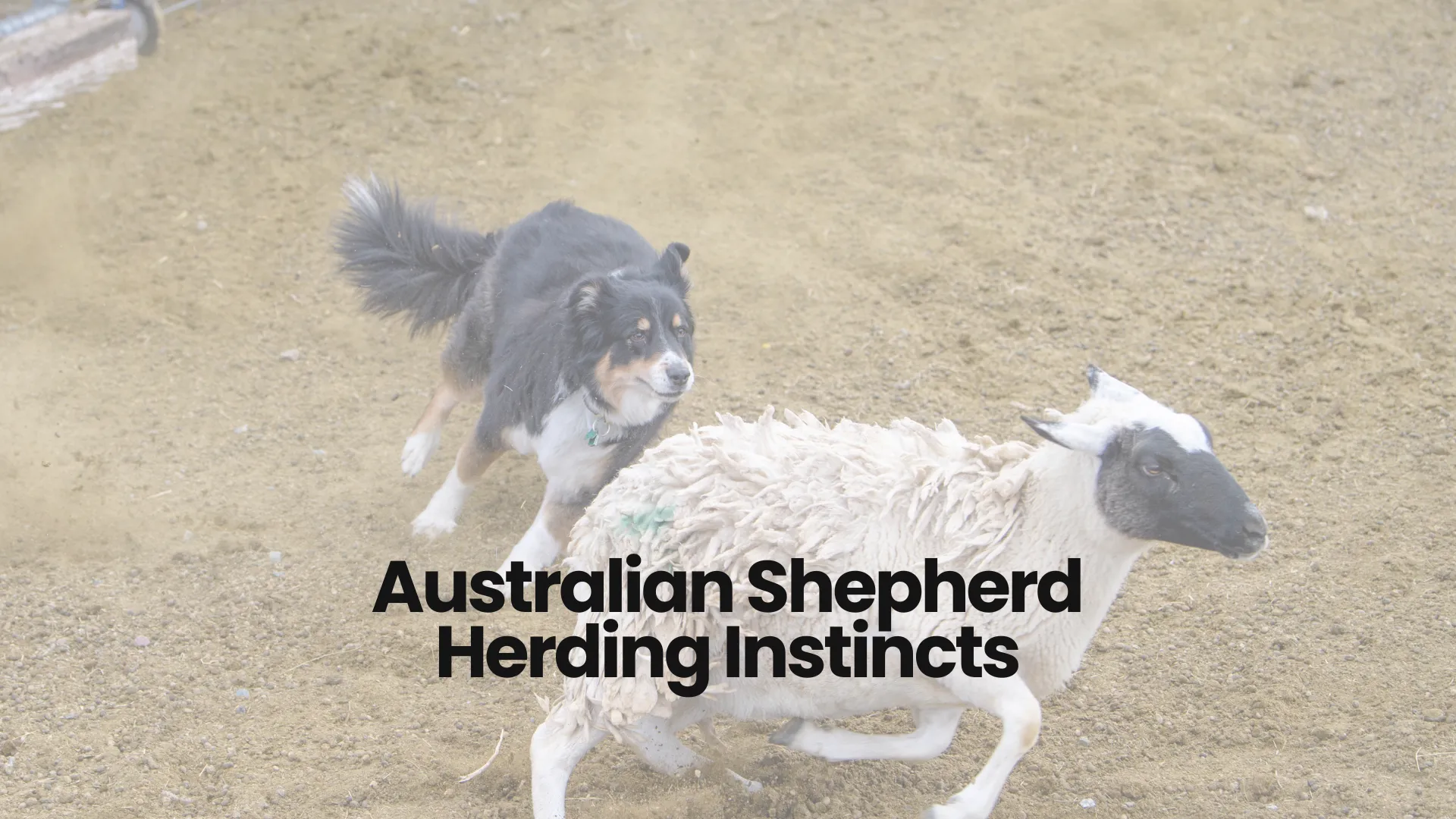 Australian shepherd fashion herding sheep