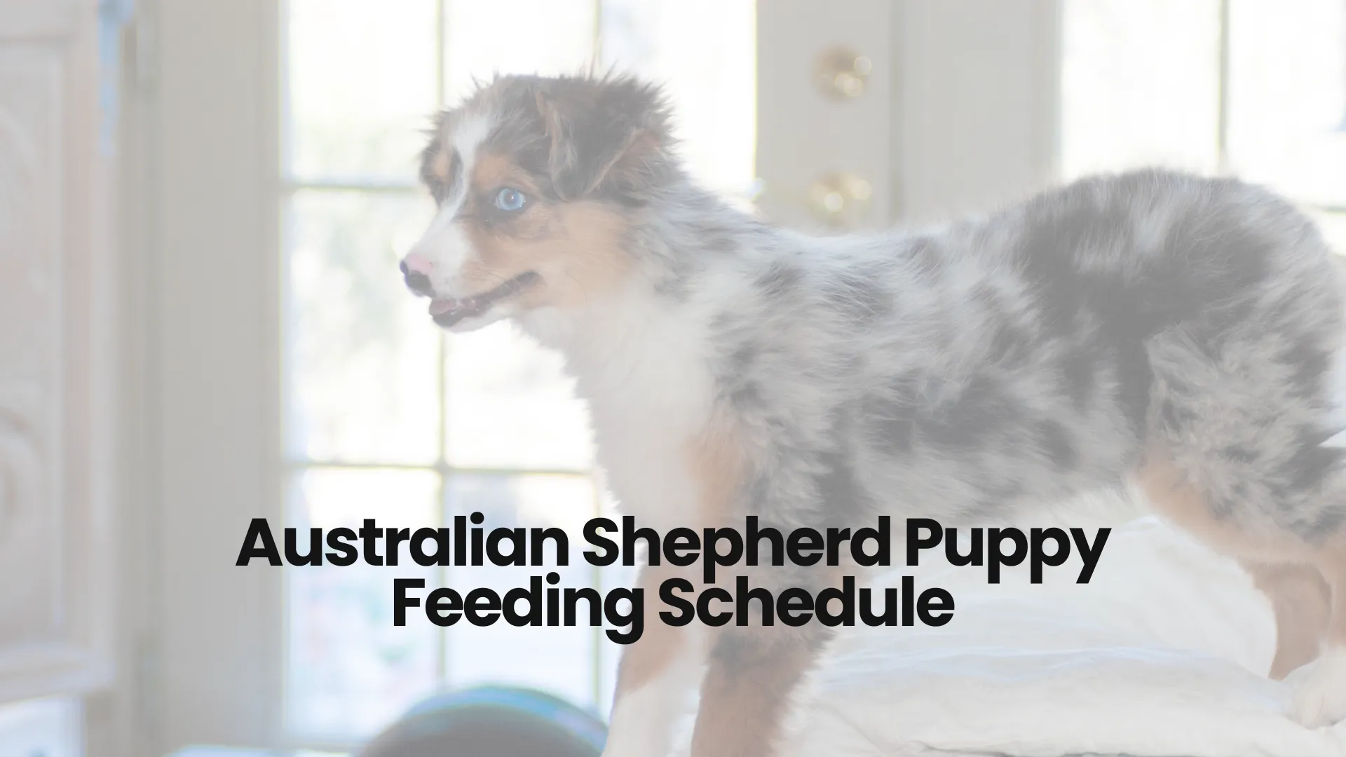 Australian Shepherd Puppy Feeding Schedule AussieBase