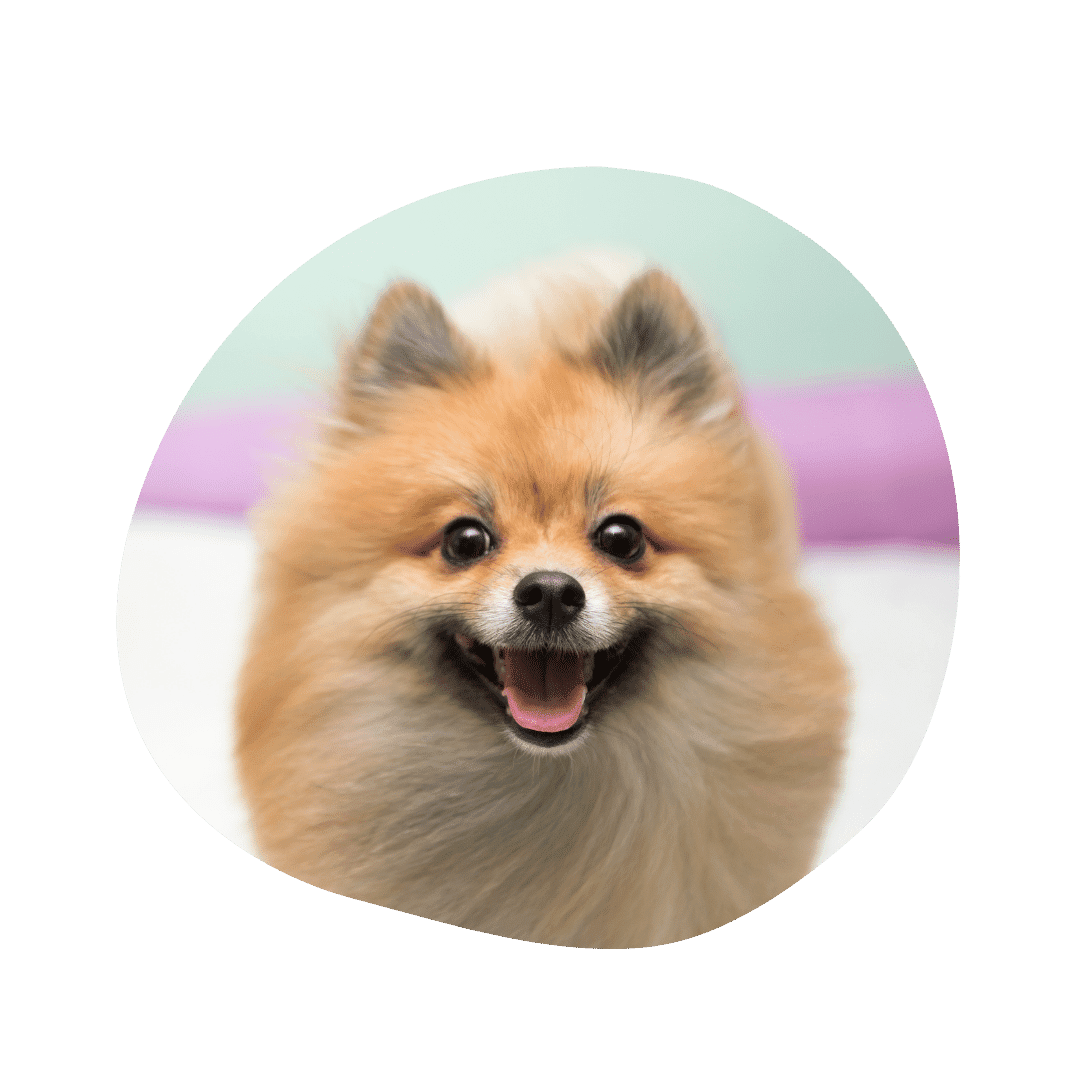 Miniature australian shepherd pomeranian mix best sale